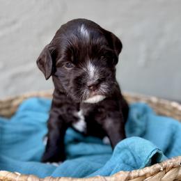 Jessie - Chocolate female Australian Labradoodle puppy in Morgan Hill, California from Loving Labradoodles