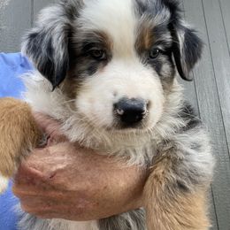 Australian Shepherd Puppies from Oak Island Australian Shepherds