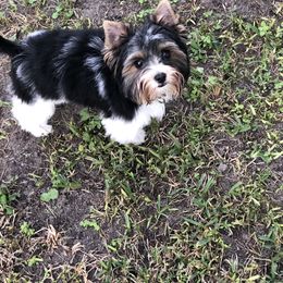 "This is Waylon and he is Pennys brother. He was from our first litter between Lucy-Lou and Ozzie" Yorkshire Terrier All Grown Up from Lori's Ohana Yorkies