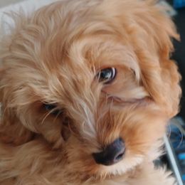 Cavalier King Charles Spaniels, Cavapoos, and Havanese from Grayfinn House