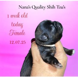 Vixen - Black and white female Shih Tzu puppy in Sacramento, California from NANA’S  QUALITY SHIH TZU'S