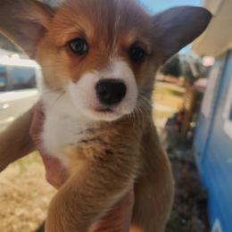 Rock Hudson - Red male Pembroke Welsh Corgi puppy in Louisburg, North Carolina from Lucky Penny Corgis