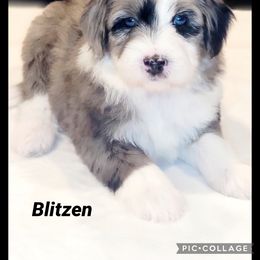 Australian Labradoodle, Bernedoodle, and Sheepadoodle Puppies from Lookingglass Doodles