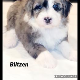 Australian Labradoodle, Bernedoodle, and Sheepadoodle Puppies from Lookingglass Doodles