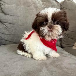 Red - Tricolor male Shih Tzu puppy in Bullhead City, Arizona from Arizona Shih Tzu Land