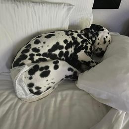 Basset Hound and Dalmatian Puppies from Lazy B Bassets and Dalmatians
