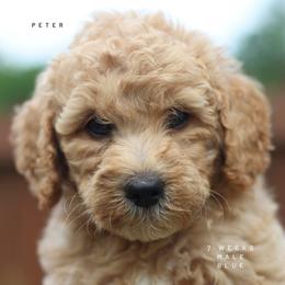 Peter - Apricot male Goldendoodle puppy in Lawton, Oklahoma from Nova's Minidoodles