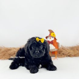 Yellow Collar Boy - Black male Cavapoo puppy in Republic, Missouri from Red Skye Puppies