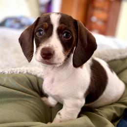 Skye - Piebald female Dachshund puppy in Aiken, South Carolina from State Eight Dachshunds