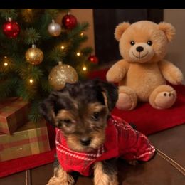 Hermie - Black and tan male Yorkshire Terrier puppy in Carriere, Mississippi from Sassy Schnauzers