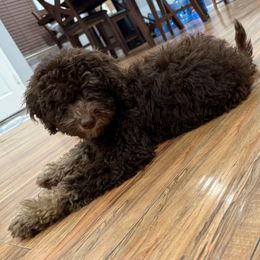 Jeremiah - Chocolate male Goldendoodle puppy in Moreno Valley, California from Rainbow SoCal Doodles