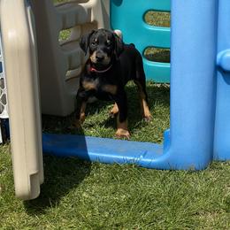 Doberman Pinscher Puppies from Jensen Dobermans