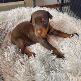 Doberman Pinscher Puppies from Stand Alone European Dobermans