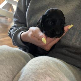 Oreo - Piebald male Dachshund puppy in Madisonville, Tennessee from L&A Dachshunds