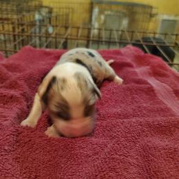 Boy 1 - Blue merle male Australian Shepherd puppy in Rossville, Tennessee from GoodSprings Aussies