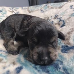 Boy 1 - Black and silver male Miniature Schnauzer puppy in Ogema, Minnesota from Belinda Donley's Miniature Schnauzer