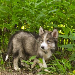 Aakwa'ode'ewin Makwa - male Native American Indian Dog puppy in Brimfield, Massachusetts from Seven Sisters Canids