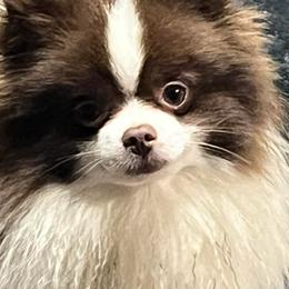 Titus - Pomeranian