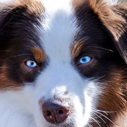 Remark - Miniature American Shepherd