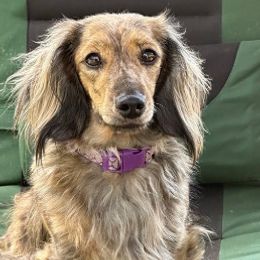 Dachshunds from Thompson's Prairie Pride