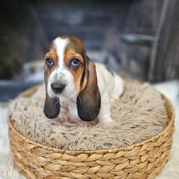 Vanilla - Black brown and white female Basset Hound puppy in Lone Jack, Missouri from Wee Little Bassets