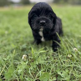 Tuttie - Black and tan female Cocker Spaniel puppy in Lake, Mississippi from MGs Cockers