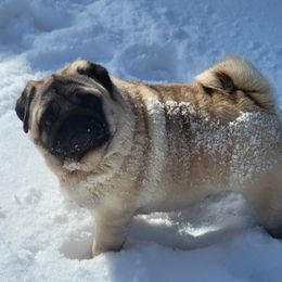 Delilah  - Pug (Non-standard)