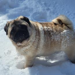 Delilah  - Pug (Non-standard)