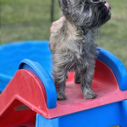 Cairn Terrier Puppies from Luckenbooth Cairns