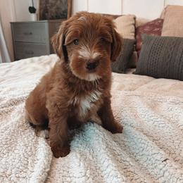 Goldendoodle Puppies from Peach and Honey Doodles