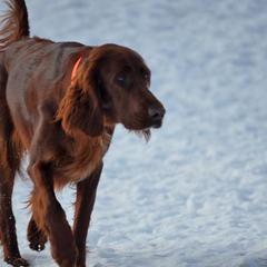 Garnet - Irish Setter