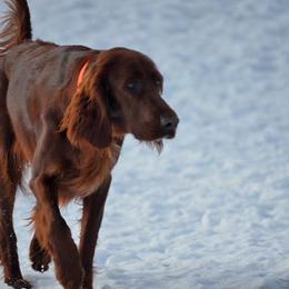 Garnet - Irish Setter