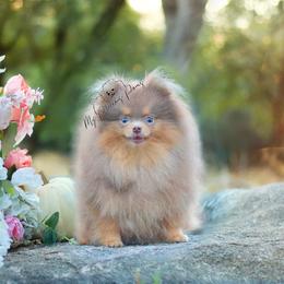 Remy - Lavender male Pomeranian puppy in Sacramento, California from My Precious Poms