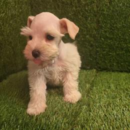 Snow - White female Miniature Schnauzer puppy in Calera, Alabama from Burnett Cove Kennels