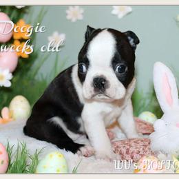 Boy 3-Doogie - Black and white male Boston Terrier puppy in North Central, Vermont from Windy Valley’s Bostons