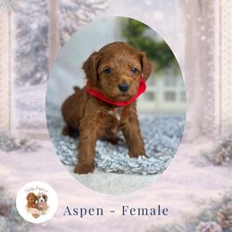 Aspen - Red  female Goldendoodle puppy in Canton, Georgia from Teddy Puppies