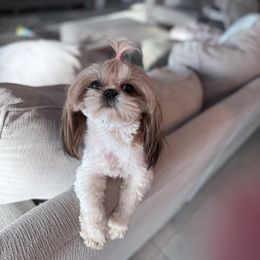 Holly - Shih Tzu