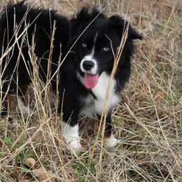 Australian Shepherd Puppies from BK Rustic Aussies