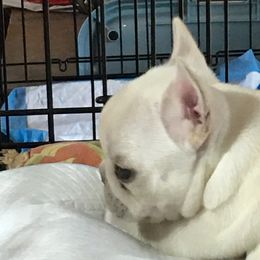 French Bulldog Puppies from French Bulldogs by Piper