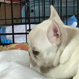 French Bulldog Puppies from French Bulldogs by Piper