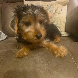 Romeo ( White) - Black and tan male Yorkshire Terrier puppy in Fayetteville, Tennessee from Mina's Yorkies
