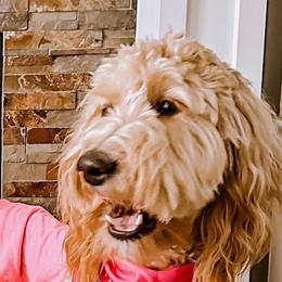 Lola - Goldendoodle