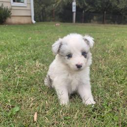 Lily - Slate merle female Border Collie puppy in Ripley, Oklahoma from Adventure5 Border Collies