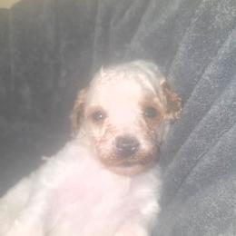 Sandy (White girl) - White female Poodle puppy in Griswold, Connecticut from Flatrock Kennels of CT