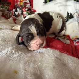 Arkansas ( Ark) - Liver white and tan male English Springer Spaniel puppy in Huntingdon, Pennsylvania from Indian Creek Springers and Doxies