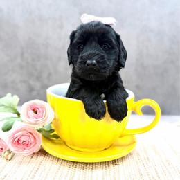 Cher - Black female Australian Labradoodle puppy in Denton, Texas from Liberty Hill Labradoodles