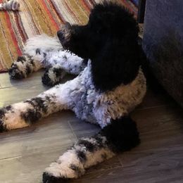 Goldendoodle Puppies from Lake Road Doodles