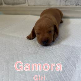 Girl 3 - female Dachshund puppy in Atwater, California from Dachshund of cali
