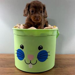 Cider (Gitzy) - Dapple female Dachshund puppy in Live Oak, Florida from Johnson’s Weiner Farm