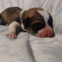 Triple Clear, OFA parents, Boy - Sable male Pembroke Welsh Corgi puppy in Harpursville, New York from Rex Farm Corgis